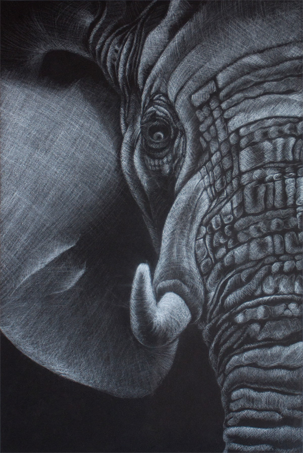  Portrait d'un éléphant